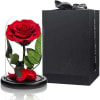 Single red rose under a glass dome beside a black gift box
