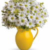 White daisies in a yellow pitcher vase