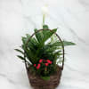 The perfect present for anyone on any occasion, this plant is filled