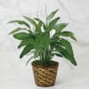 Potted peace lily plant with white blooms in a woven basket