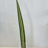 Single variegated green leaf in a clear glass vase