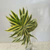 Variegated green and yellow foliage in a clear glass vase