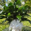 Potted green houseplant with a white ribbon bow