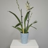 The SweetSpots Alcra. Orchid (Alcra. Snowblind 'SweetSpots') is prized for its distinctive