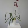 The Red Silk Oncidium Orchid (Oncidium Red Silk 'HOF') is a captivating