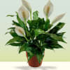 Potted peace lily with white blooms in a terracotta pot