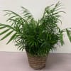 Potted green palm plant in a woven basket