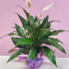 Potted peace lily with white blooms and purple ribbon wrap