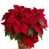 Red poinsettia plant in a woven basket with a red bow