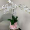 Cascade of premium orchids in our Signature Box