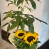 Sunflowers arranged with a tall leafy plant in a wrapped container