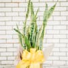 Potted snake plant in a wicker basket with a yellow ribbon