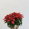 Potted poinsettia plant with red bracts wrapped in burlap
