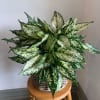 Potted variegated green-and-white plant in a woven basket on a stool