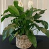 Potted peace lily with white blooms in a woven basket