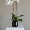 White orchid plant in a black pot on a pedestal