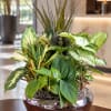 Mixed tropical houseplants arranged in a low glass bowl