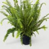 Elegant, upright, and resilient, the Kimberly Queen Fern (Nephrolepis obliterata) is the
