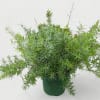 Feathery, whimsical, and surprisingly tough, the Asparagus Fern (Asparagus densiflorus 'Sprengeri') brings