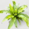 Architectural, sculptural, and vibrantly green, the Bird&rsquo;s Nest Fern is a true