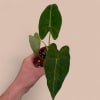 The Alocasia micholitziana &lsquo;Velvet Elvis&rsquo; is a striking tropical hybrid known for