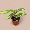 The Golden Mosaic Prayer Plant is a stunning tropical known for its