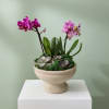 Potted arrangement with purple orchids and succulents in a beige pedestal bowl