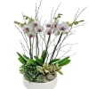 White orchids and succulents arranged in a white bowl planter