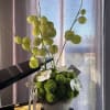 white orchids on lush greens with a twist 