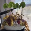 Perfectly assembled green anthurium