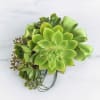 Green succulent bouquet with satin ribbon accents