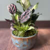 Potted plant with variegated pink and green leaves in a ceramic pot