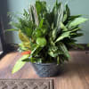Lush green potted plant arrangement in a textured ceramic bowl