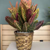 Potted croton plant with multicolored leaves in a woven basket