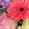 Close-up bouquet with a coral gerbera daisy, pink rose, purple blooms, and pale hydrangea