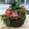 Mixed potted floral arrangement with pink blooms in a wicker basket