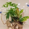 Potted plant arrangement with green and variegated leaves in a basket, decorated with blue butterflies