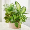 Mixed green houseplants in a beige pot