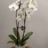 White orchid plant in a pale green pot on a wooden table