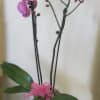 Two purple orchid stems in a white pot with a pink ribbon