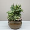 mixed plants