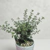 Bonsai is the Japanese art of cultivating trees and plants in small