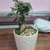 Bonsai is the Japanese art of cultivating trees and plants in small