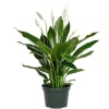 Glossy green leaves and upright white spathes give this potted peace lily