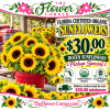 Bucket of sunflowers with a promotional sign and price text
