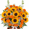 Sunflowers and orange marigolds arranged in a basket with white filler flowers