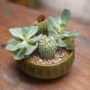 A beautiful collection of assorted succulents arranged together in a stylish container.