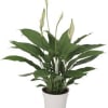 Potted peace lily plant with white blooms