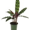 Potted plant with tall patterned green leaves
