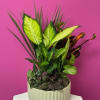 Tropical potted plant arrangement in a white ribbed container
